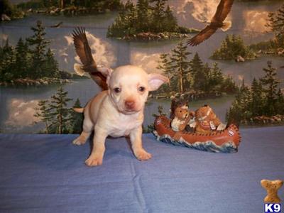 Puppies in LA